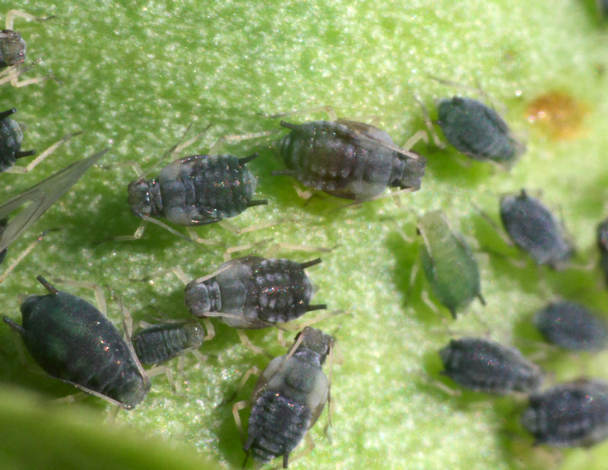 Aphis (Aphis) gossypii della Lombardia (MB)